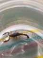 Moradora do Centro encontra escorpião no banheiro