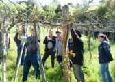 Progresso recebe dia de campo sobre a cultura do kiwi